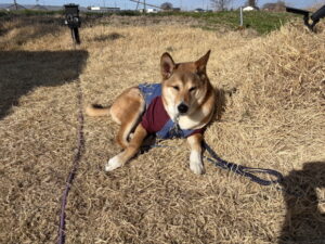 RVパーク CD BASE SANO